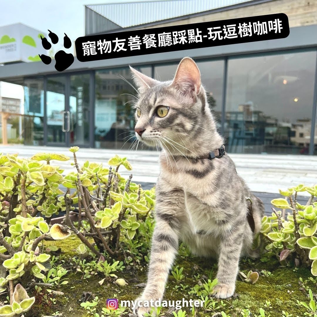 ｜中壢｜玩逗樹咖啡中原店-寵物友善餐廳-親子友善餐廳-無障礙空間-桌遊空間