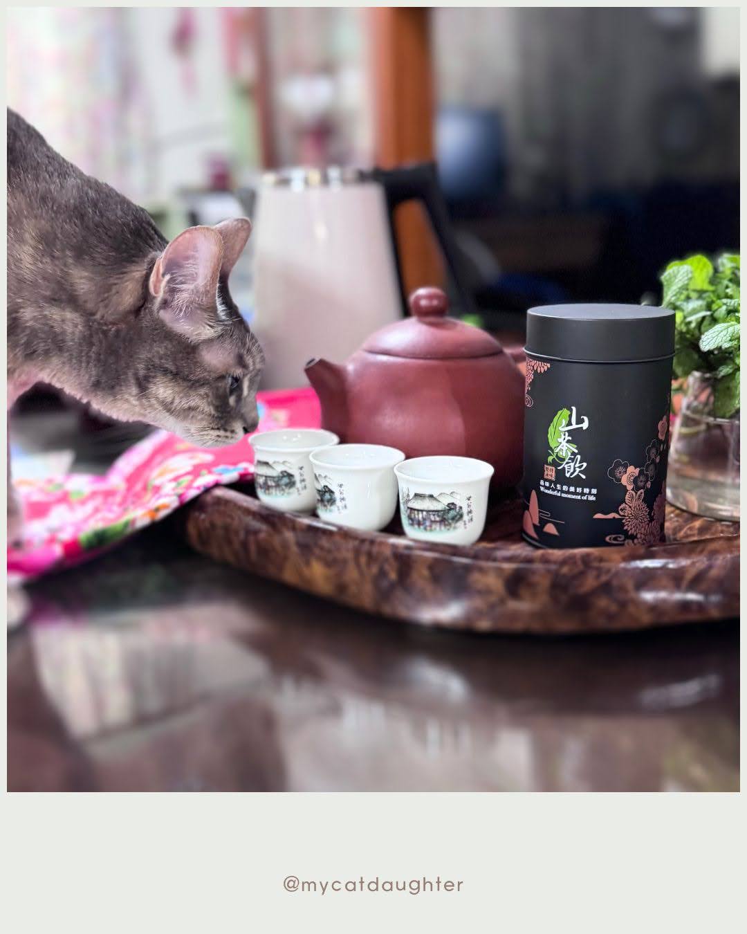 MIT台灣自有茶廠一條龍生產｜山茶飲｜黑罐・福壽梨山農場邊・雪韻｜台灣烏龍茶葉開箱｜LuLu麻麻開箱