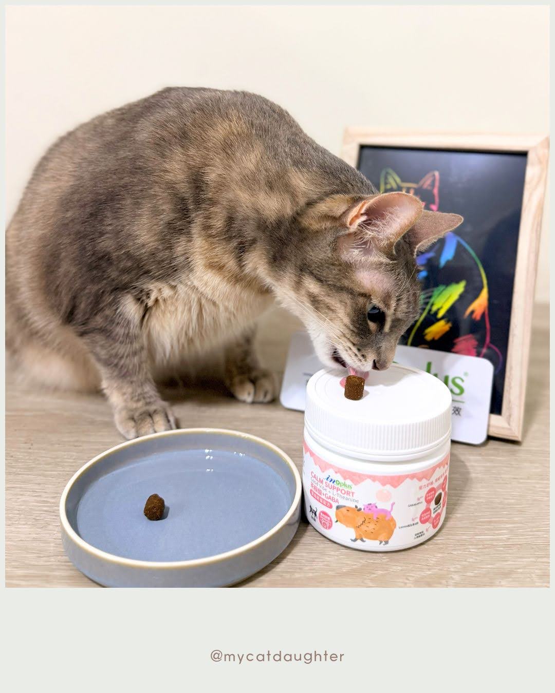 犬貓保健食品推薦｜IN-Plus 茶胺酸+GABA 雙倍舒壓配方，情緒&泌尿健康一次照護